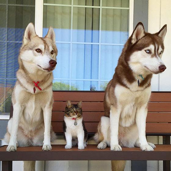 Katten Rosie tror att hon är en (något större) husky