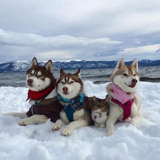 Katten Rosie tror att hon är en (något större) husky