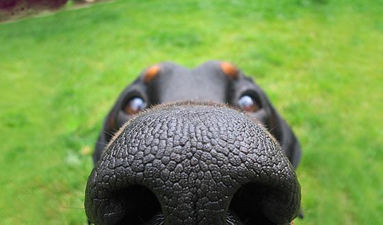 11 roliga närbilder på hundnosar