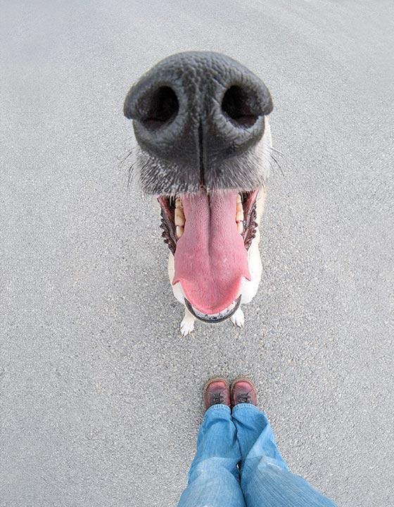 11 roliga närbilder på hundnosar