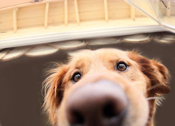 11 roliga närbilder på hundnosar