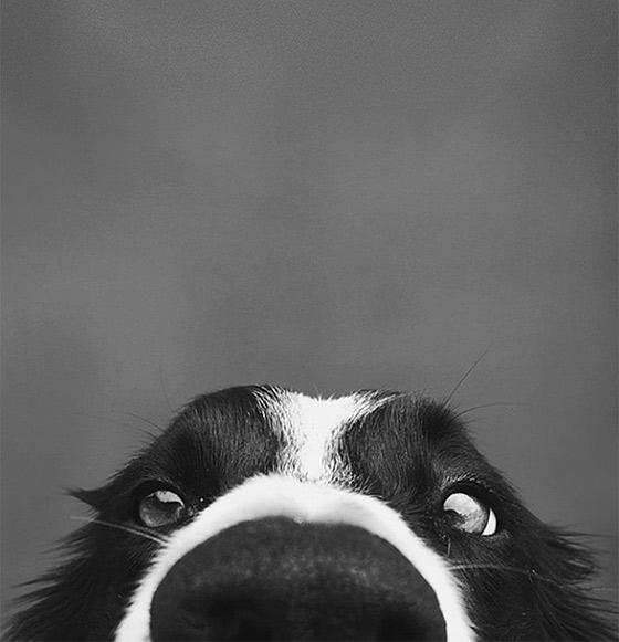 11 roliga närbilder på hundnosar