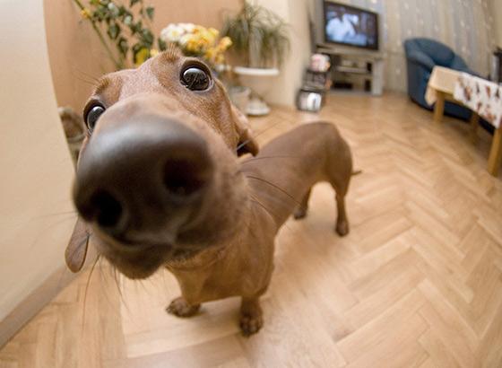 11 roliga närbilder på hundnosar