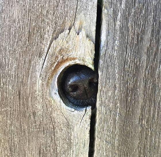 11 roliga närbilder på hundnosar