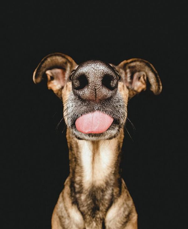 11 roliga närbilder på hundnosar