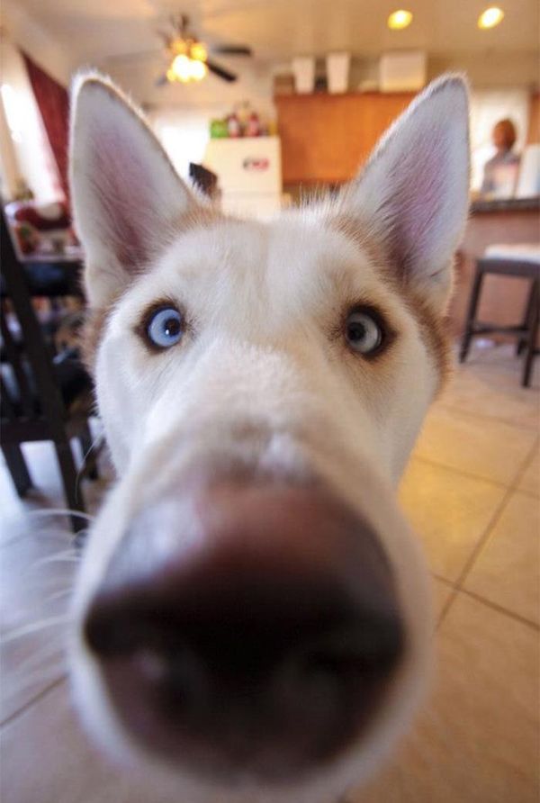 11 roliga närbilder på hundnosar