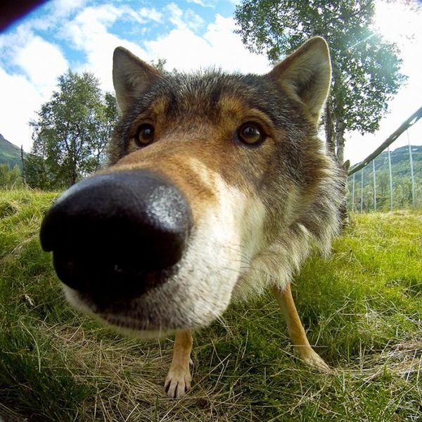 11 roliga närbilder på hundnosar