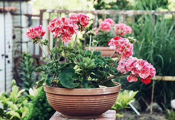 5 tips på hur du tar hand om dina pelargonsticklingar!