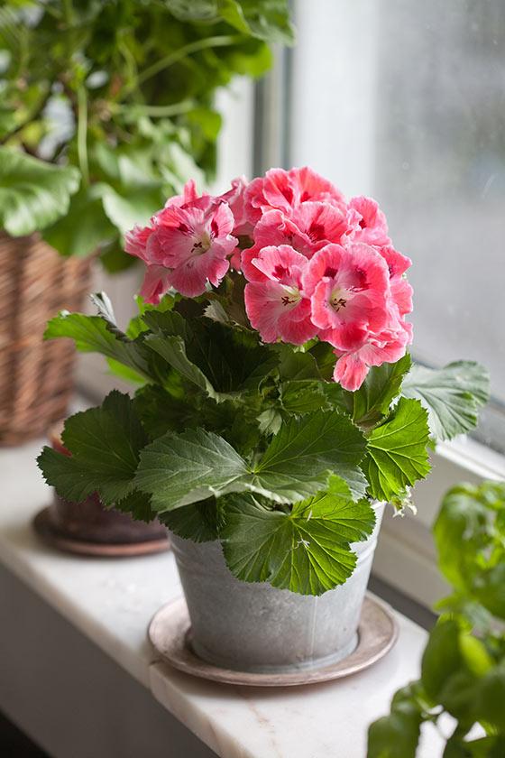 5 tips på hur du tar hand om dina pelargonsticklingar!