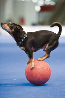 Vår lille Sims blev svårt biten av en annan hund