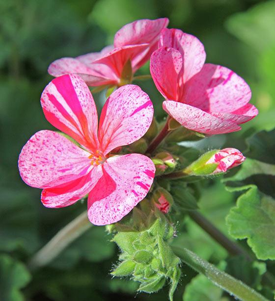 Här är 12 olika sorters pelargoner!