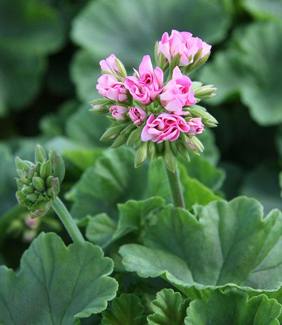 Här är 12 olika sorters pelargoner!