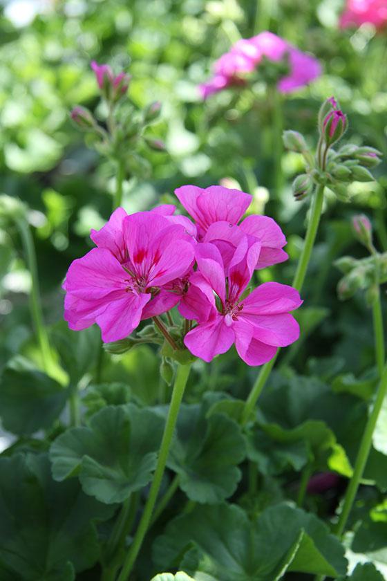 Här är 12 olika sorters pelargoner!