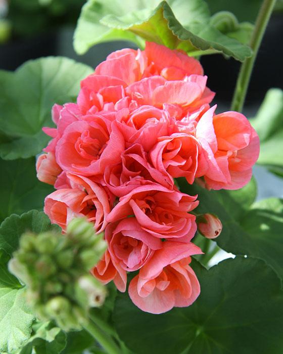 Här är 12 olika sorters pelargoner!