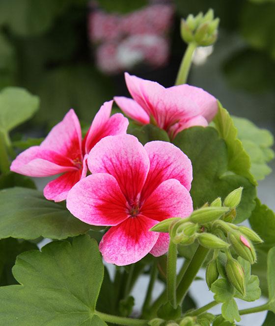 Här är 12 olika sorters pelargoner!