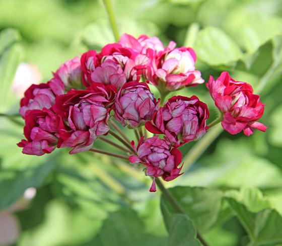 Här är 12 olika sorters pelargoner!