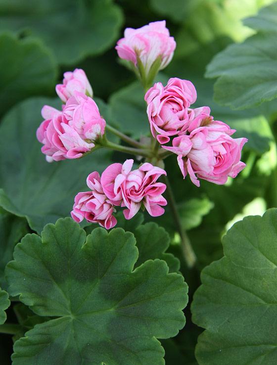 Här är 12 olika sorters pelargoner!