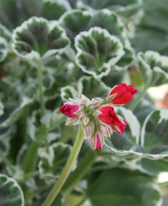 Här är 12 olika sorters pelargoner!