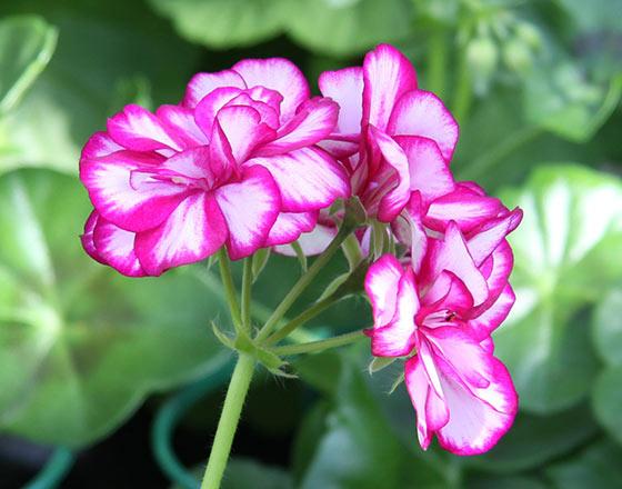 Här är 12 olika sorters pelargoner!