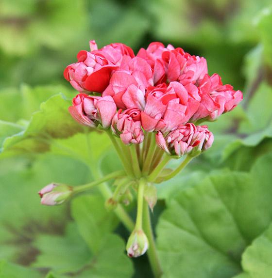 Här är 12 olika sorters pelargoner!