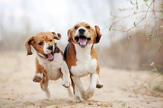 De 20 populäraste hundnamnen