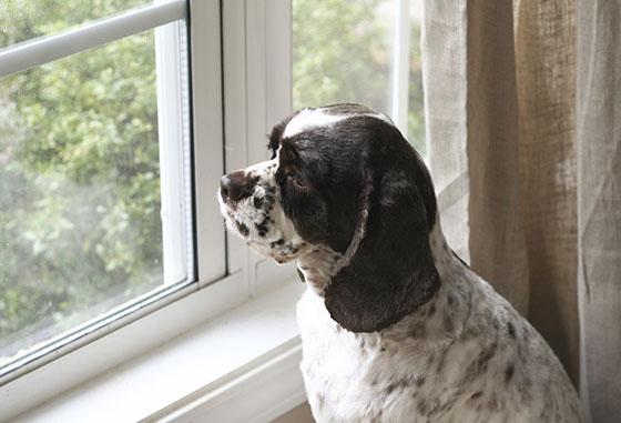 De 20 populäraste hundnamnen