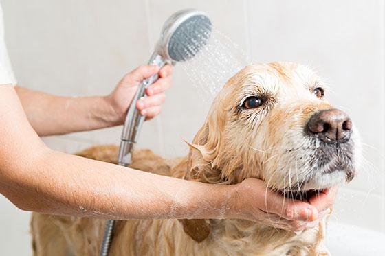 De 20 populäraste hundnamnen