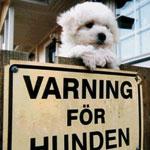 Succé för HJ:s hundtävling!