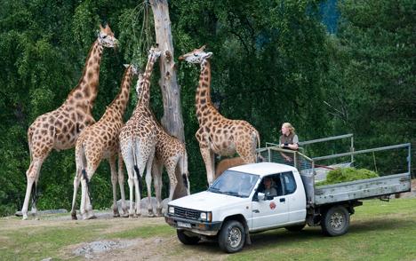 HJ:s reporter åkte på safari på hemmaplan!