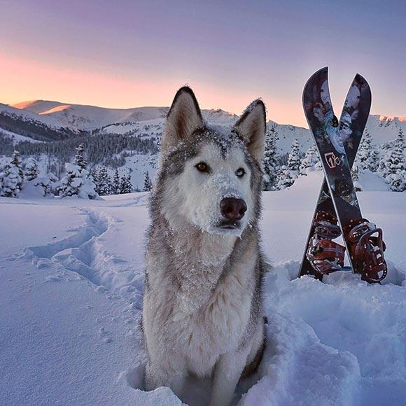 Hunden som följer med husse och matte överallt