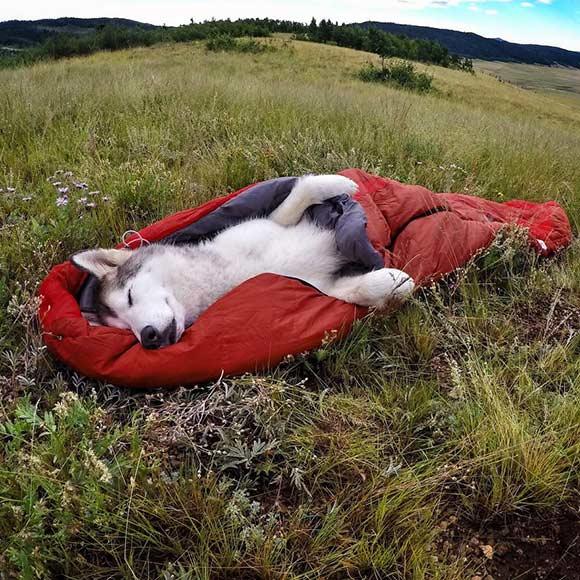 Hunden som följer med husse och matte överallt