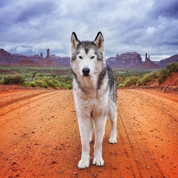 Hunden som följer med husse och matte överallt