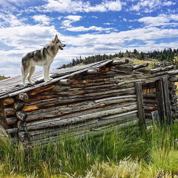 Hunden som följer med husse och matte överallt