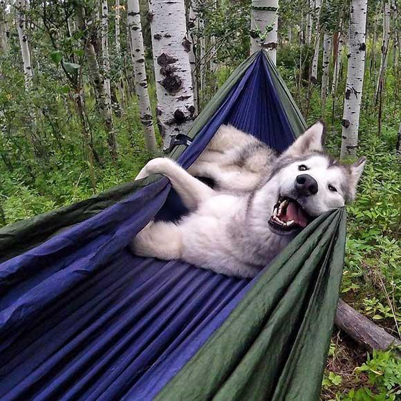 Hunden som följer med husse och matte överallt
