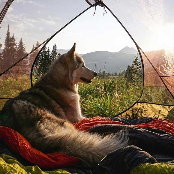 Hunden som följer med husse och matte överallt