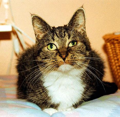 Satsar på utbildning av kattägare