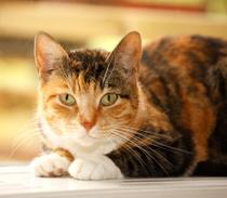 Katten, vilka blodgivare!