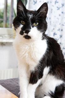 Ville och Viktor stortrivs som kattseniorer - nu 20 år gamla!