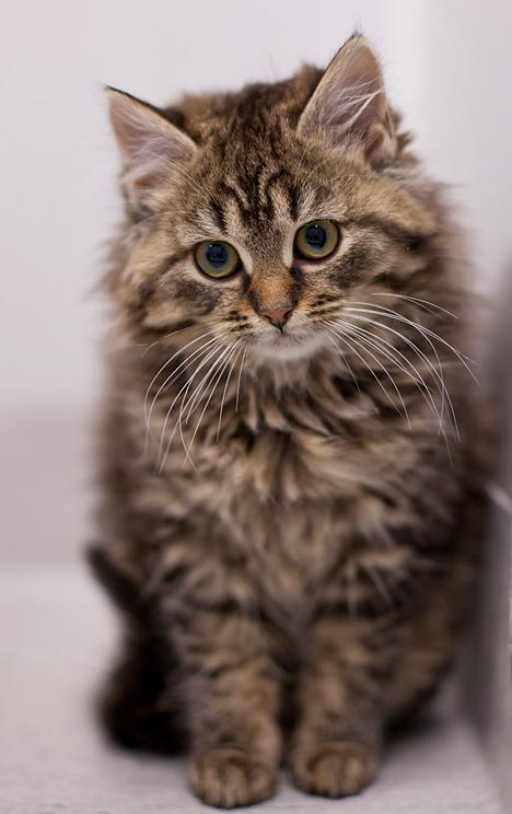 Kattstallet tvingas flytta – vädjar om hjälp