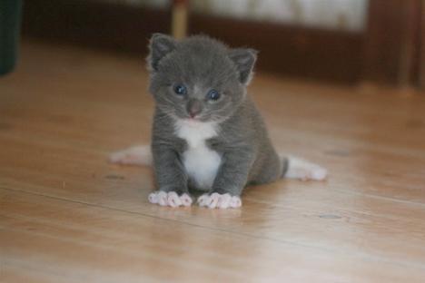 Här är Sveriges gulligaste kattbilder