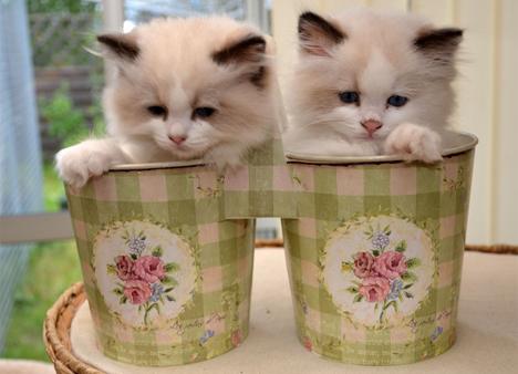 Här är Sveriges gulligaste kattbilder