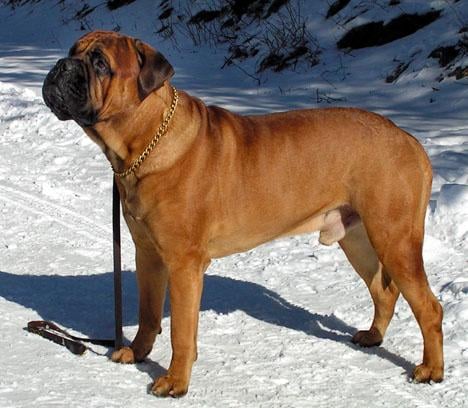Bullmastiff