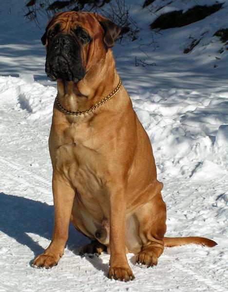 Bullmastiff