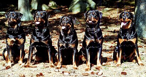 Rottweiler