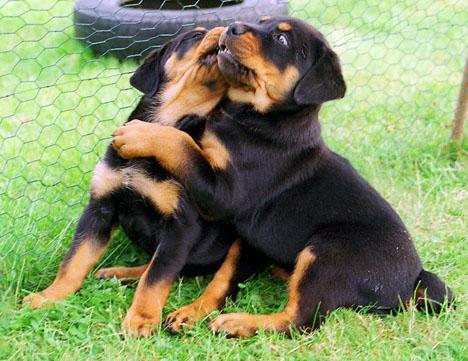 Rottweiler