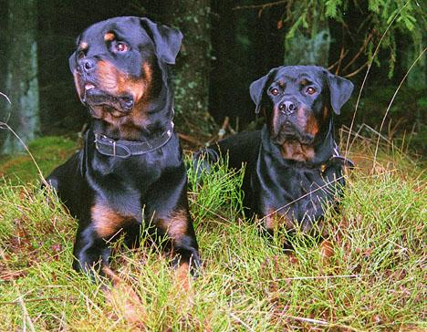 Rottweiler
