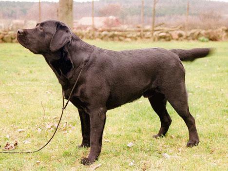 Labrador retriever
