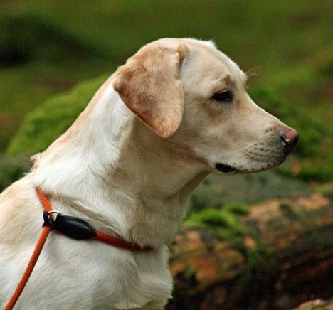 Labrador retriever