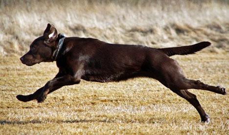 Labrador retriever