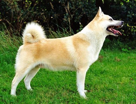 Norsk buhund